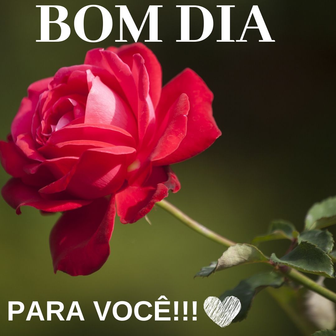 5 ideias de títulos:
1. As Melhores Mensagens de Bom Dia com Flores para Inspirar Seu Dia.
2. Descubra Inspirações Visuais de Flores para Compartilhar no Bom Dia.
3. Como Usar o Instagram e Pinterest para Enviar Mensagens de Bom Dia Floridas.
4. O Poder das Flores: Mensagens de Gratidão e Amor para Começar o Dia.
5. Guia Completo: Encontre e Compartilhe Imagens de Bom Dia com Flores.