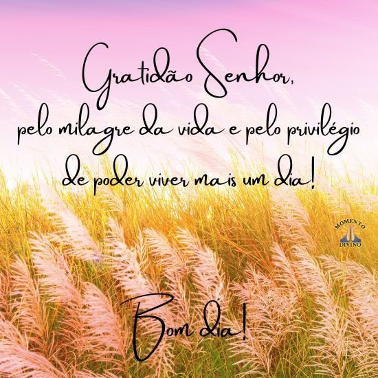 bom dia gratidão