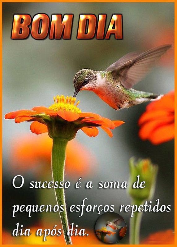 bom dia para whatsapp