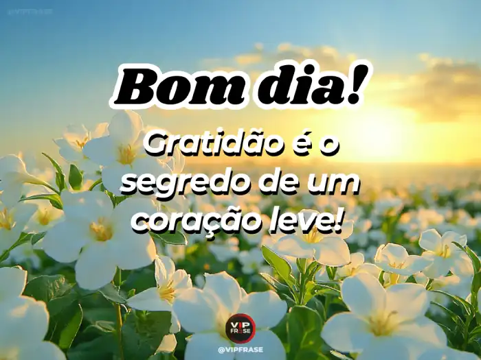 gratidão bom dia