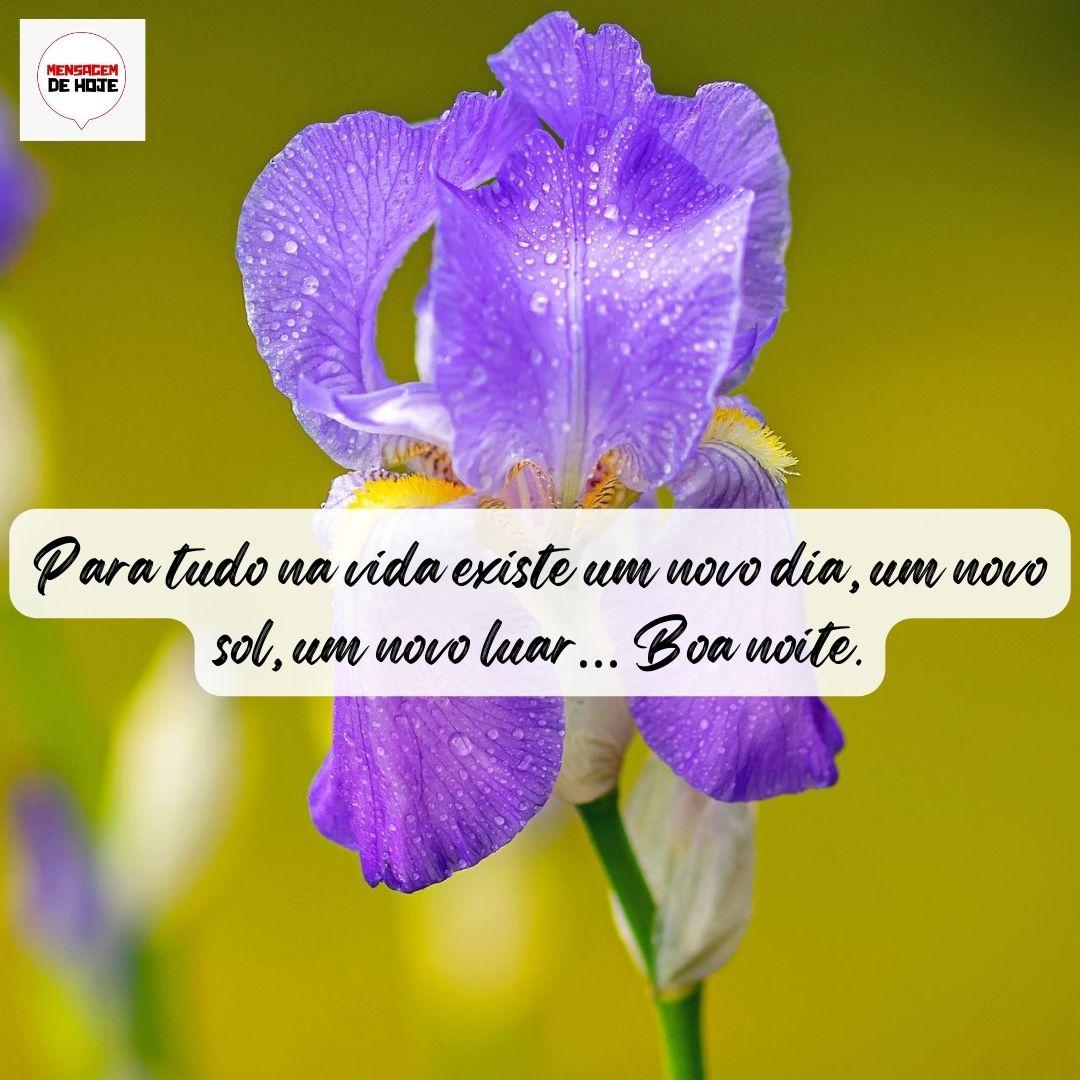 textos poéticos boa noite jardim secreto
